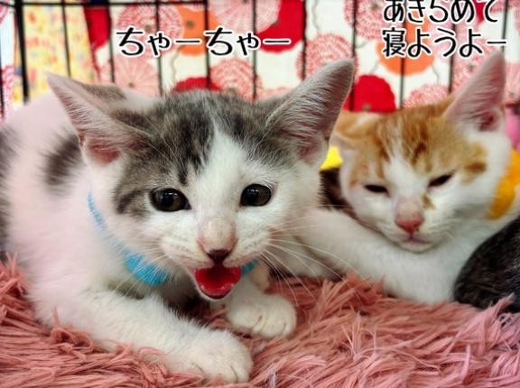昨日は秘密結社ねこのひげ譲渡会♪