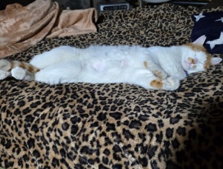 ねこねた（※画像あり）