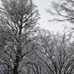 Miikoの再就職活動