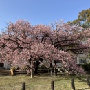 向島小学校 寒桜（向島蓬莱桜）開花状況 2026年