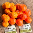 大磯町虫窪　ひじかたかんきつえん　夢みかん　みはや