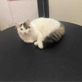 ベネリお兄ちゃんと一緒だと落ち着くジャミちゃん