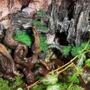 シリケンイモリ　Cynops ensicauda