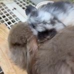 うのくらし