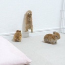 おとなしくなんてしていられない