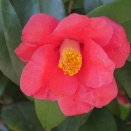 和を以て貴しとなす