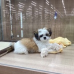 群馬県伊勢崎市　ワンラブ　カインズ伊勢崎店ブログ