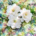 瑞気満庭る無垢の歓び Blessed Innocence