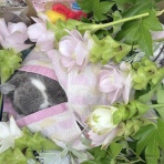 愛猫たちとの徒然日記　梅子の部屋