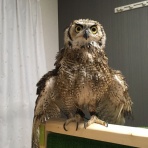 アメリカワシミミズクのふくまる