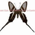 アオスソビキアゲハ♂ (東‧南ラオス) Lamproptera meges anamiticus