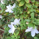 沼津 11月ですがツツジの花が咲いていました 2025