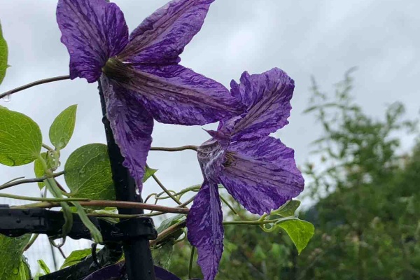 德士園 タイダイ