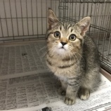 『【子猫】６頭 保健所から受け入れました』の画像