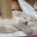 今日のにゃんこず