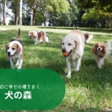 『犬の散歩は犬のためのもの　』の画像