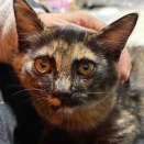 サビ猫の系譜　20251022