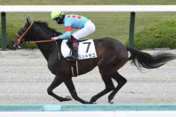 新入一口馬主の活動履歴 21年11月