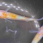 『メダカ・金魚入荷情報‼︎』の画像