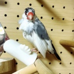 桜文鳥おぴい三昧