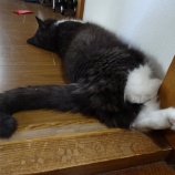 『猫たち』の画像