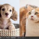 ■2026ペット名前ランキング　犬、猫同じでトップは「むぎ」
