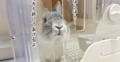 うさぎのルリ(5/3追記)
