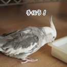 手伝うクスィー