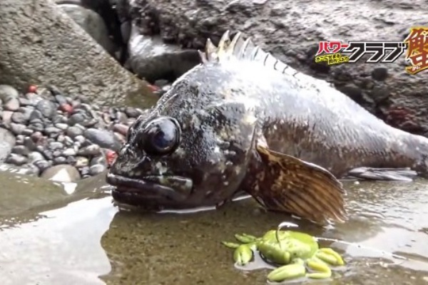 根魚狩人 根魚狩りJ・H（ネギョガリジグヘッド） | RUDIE'S （ルー