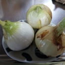 家庭菜園の今！！本日の収穫物『玉ねぎ』！！