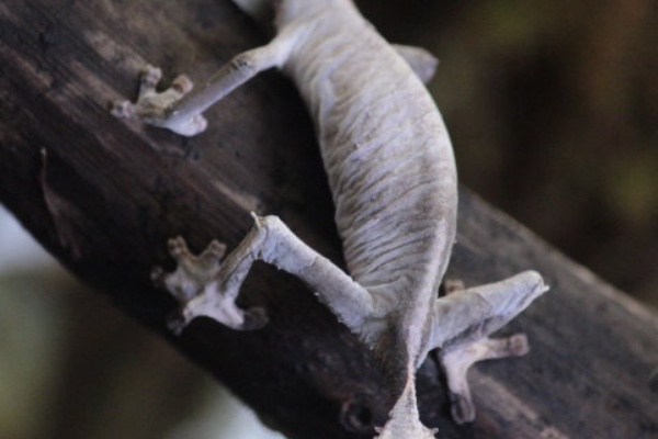 眠れる森のゴリオ エダハヘラオヤモリ