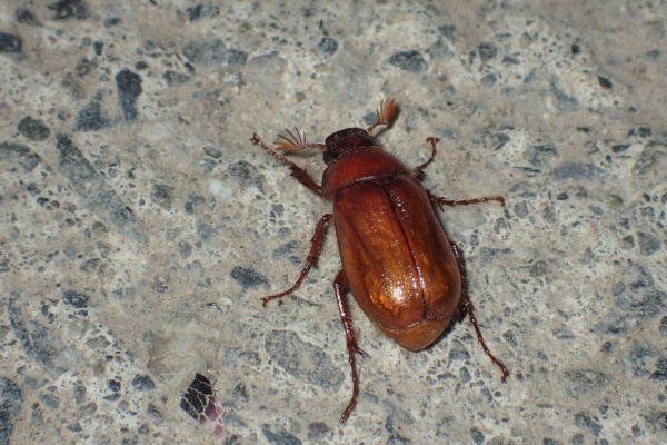 森羅百象 コガネムシ科