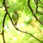 座禅で悟り―オンライン神戸大阪京都静岡東京