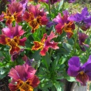 冬季最後の水遊び