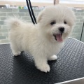 トリミングブログ