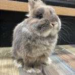 うさぎブログ　うさぎのしっぽ公式ブログ「日々しっぽ」