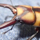 スツラリスノコギリクワガタ　飼育記