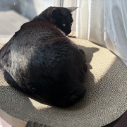 【猫写真】今日の猫たちの様子