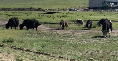 【モンゴル旅行記①】息子がウランバートルに行ってきました！人口密度が世界一低い国モンゴルの魅力♬
