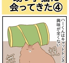 甥っ子猫に会ってきた④