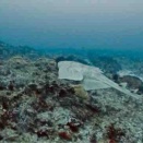 12.14 南房総西川名2ボートダイビング！