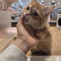 短足マンチカン