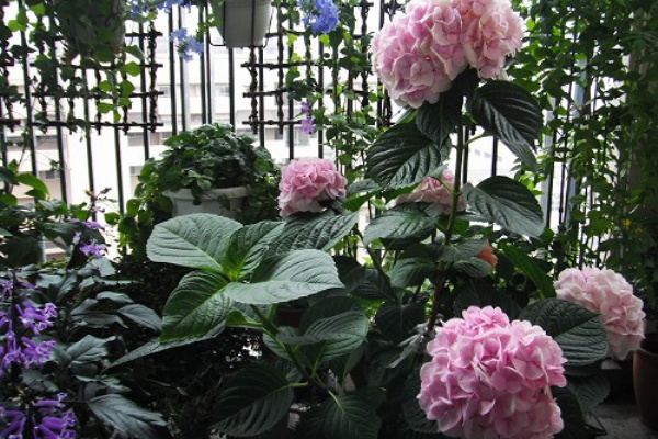 ベランダのお花達 紫陽花