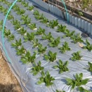 葉物野菜は無事生長中