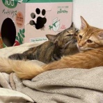 ねこかます