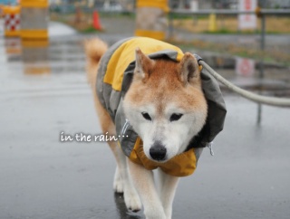 黄色だらけの雨散歩♪