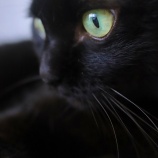 『まろくんの馬尾症候群その後』の画像