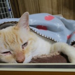 だいちゃんとはなちゃんの猫日記