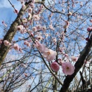 🎼3/22(日) 練習報告🐾