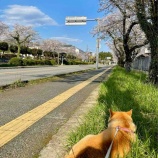 『桜が咲き始めたワン！』の画像